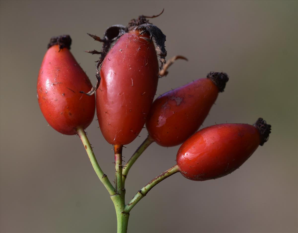 Rosa x nitidula (door Jan Klinckenberg)