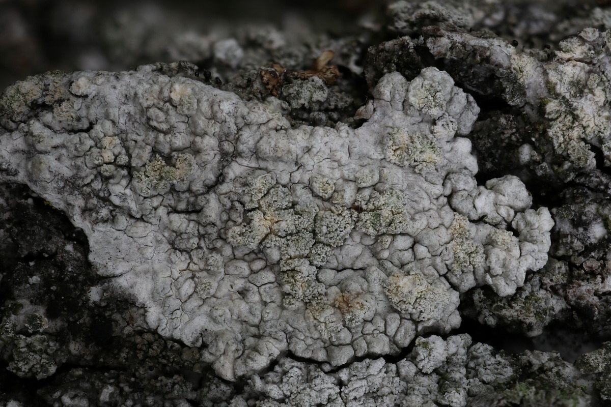 Ochrolechia androgyna (door Hans Toetenel)