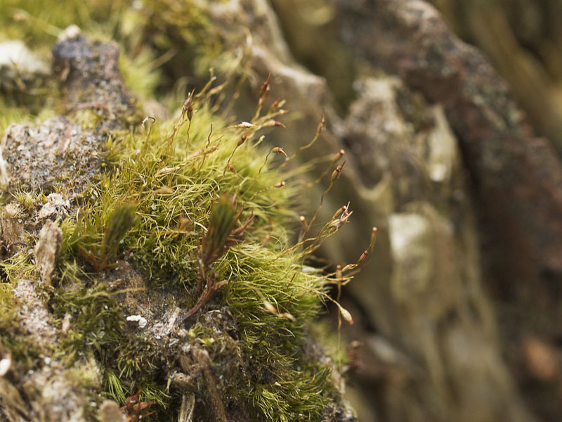 Campylopus pyriformis (door Albertine Roelandse)