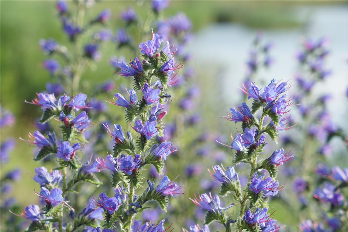 Echium vulgare (door Jetske Metzlar)