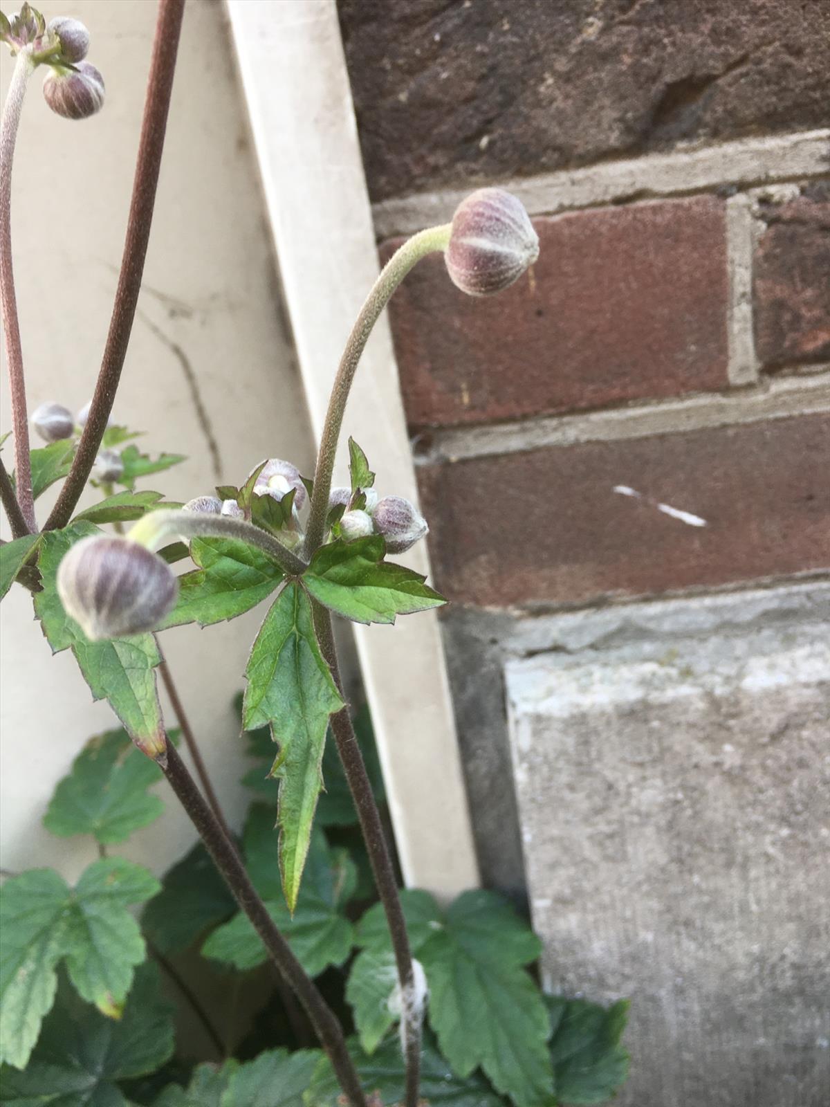 Anemone hupehensis (door Reinder de Boer)