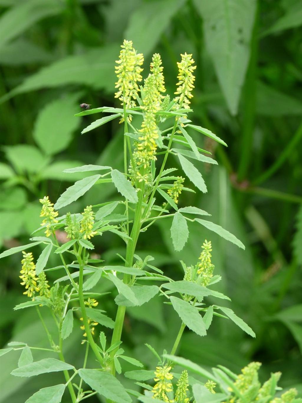 Melilotus indicus (door Willemien Troelstra)