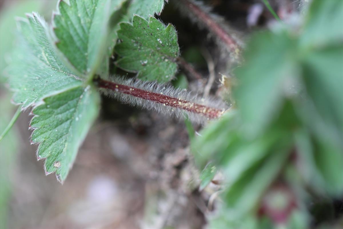 Potentilla micrantha (door Niels Eimers)