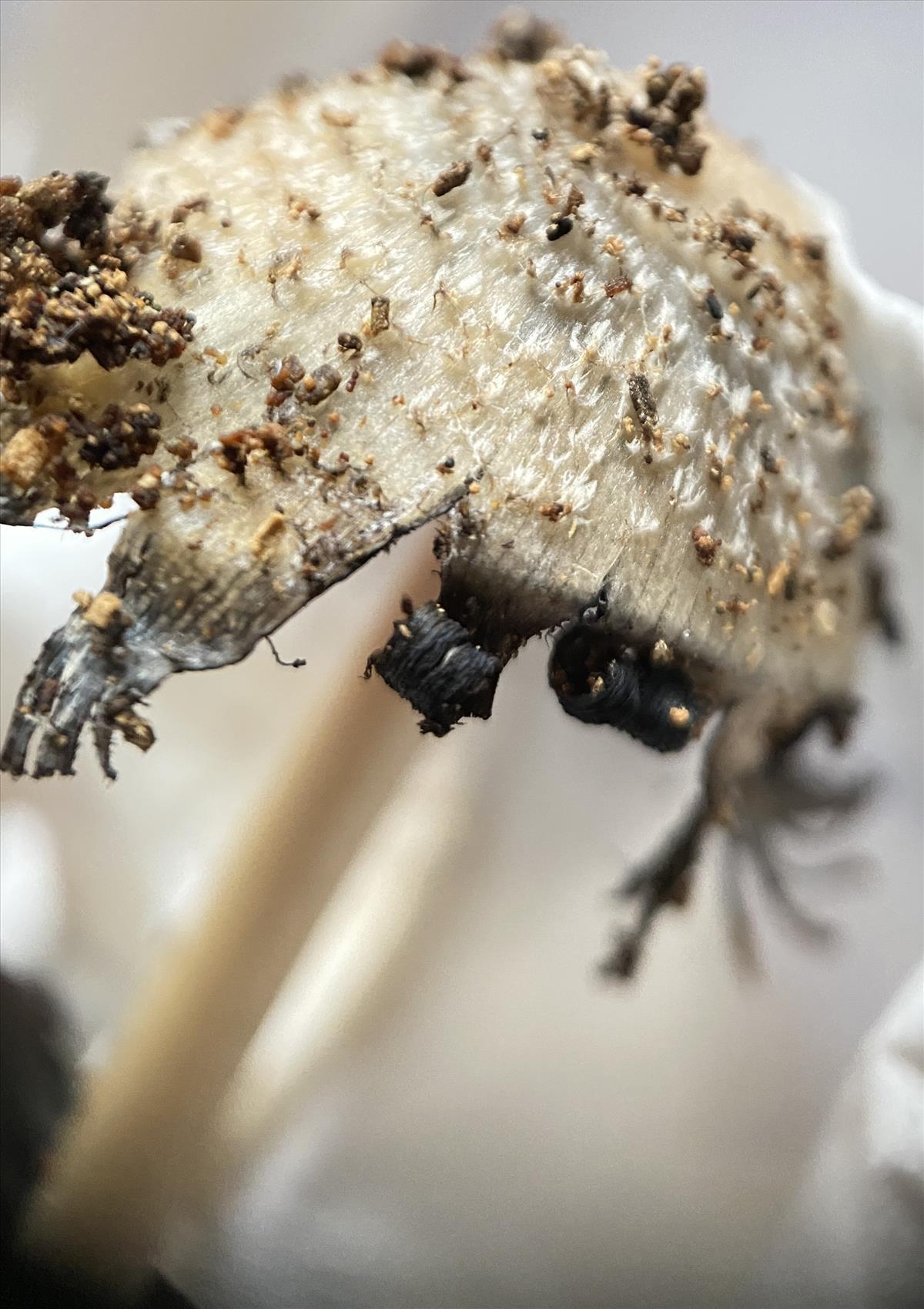 Coprinopsis spelaiophila (door Brigitte Bloem)