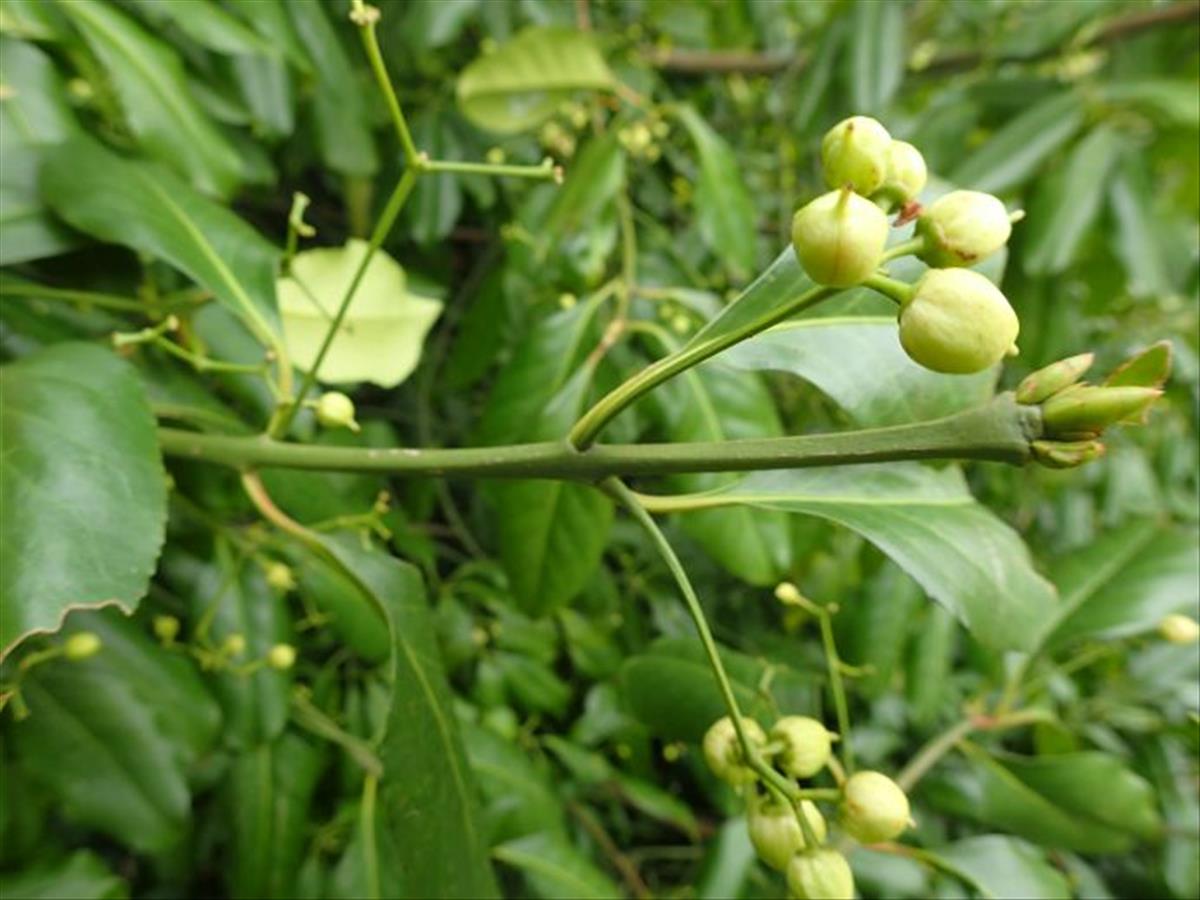 Euonymus fortunei (door Clemens Appelman)