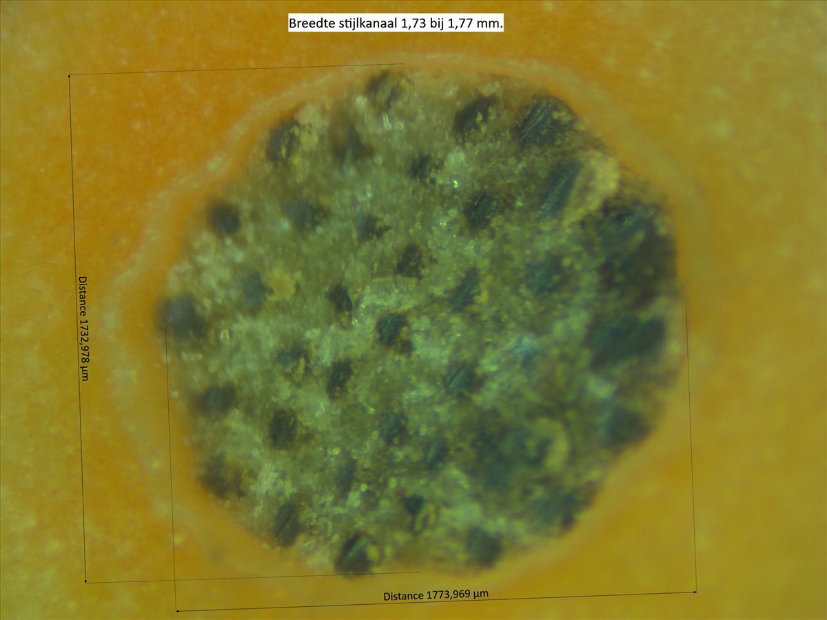 Rosa rubiginosa (door Jan Klinckenberg)