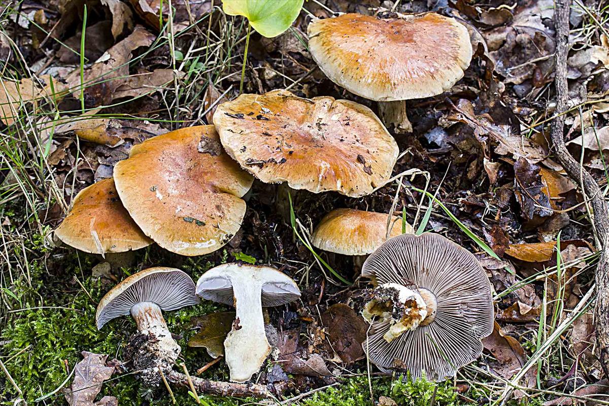 Cortinarius olidoamarus (door Martin Gotink)