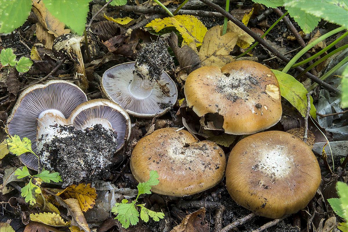Cortinarius olidoamarus (door Nico Dam)