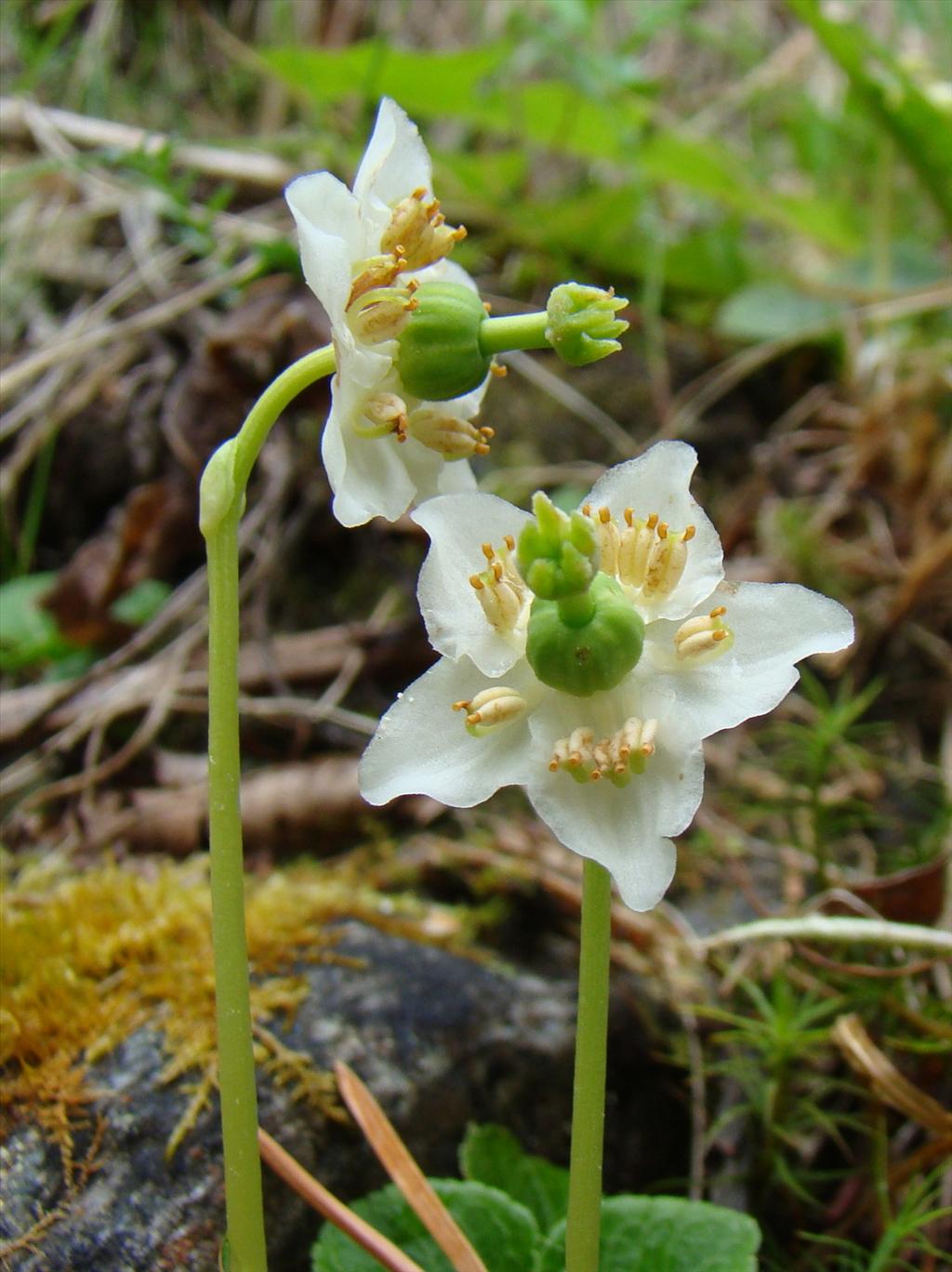 Moneses uniflora (door Joop Verburg)