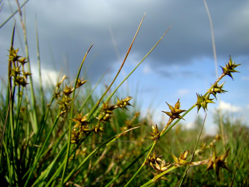 Carex echinata (door Joop Verburg)