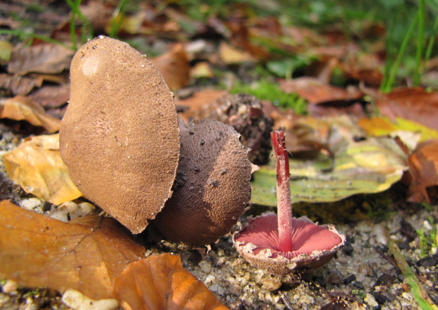 Melanophyllum haematospermum (door Paul Coene)