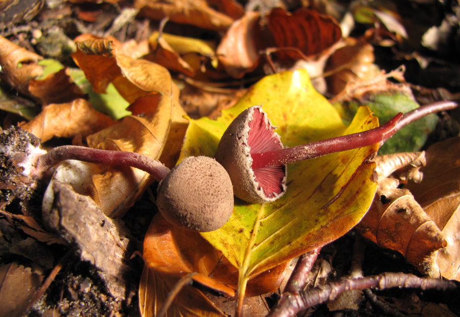 Melanophyllum haematospermum (door Paul Coene)