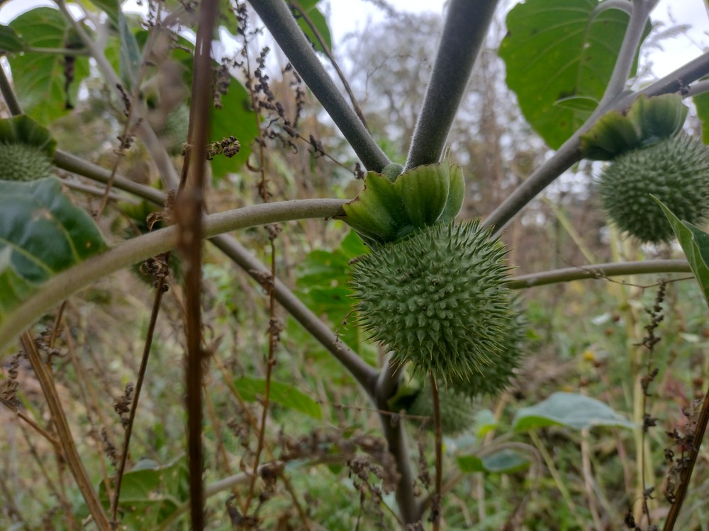 Datura innoxia (door Stef van Walsum)