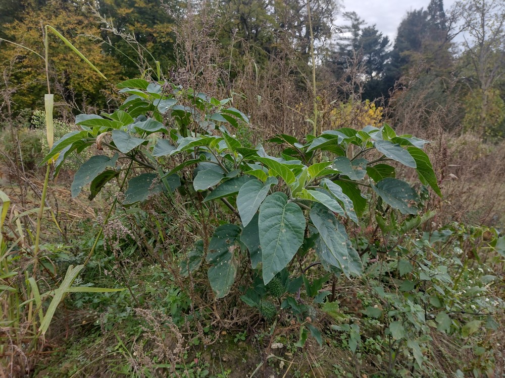 Datura innoxia (door Stef van Walsum)