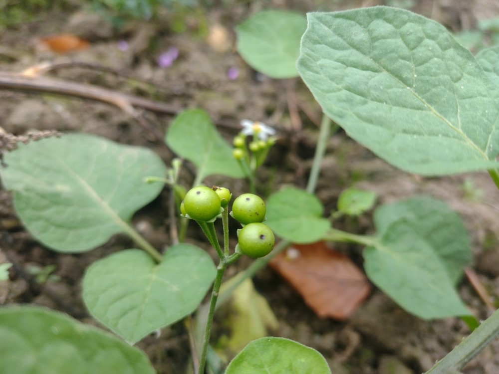 Solanum scabrum (door Stef van Walsum)