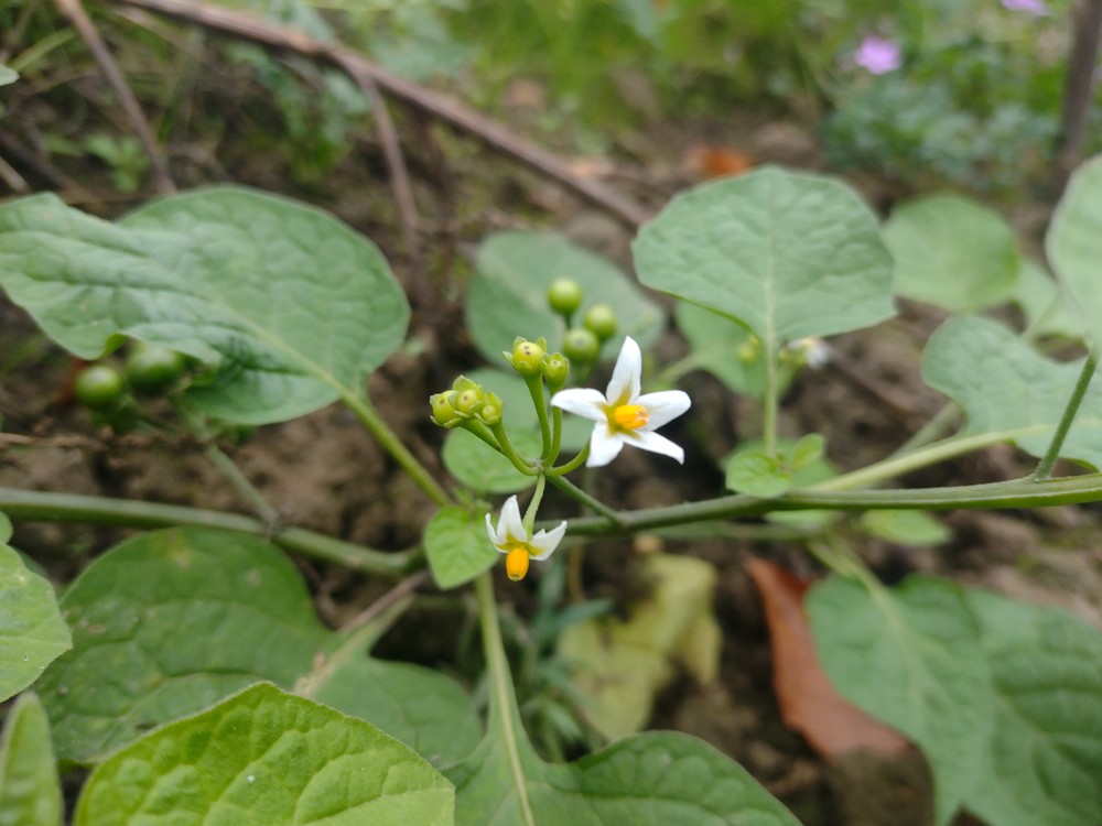 Solanum scabrum (door Stef van Walsum)