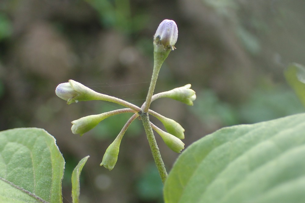 Solanum scabrum (door Stef van Walsum)