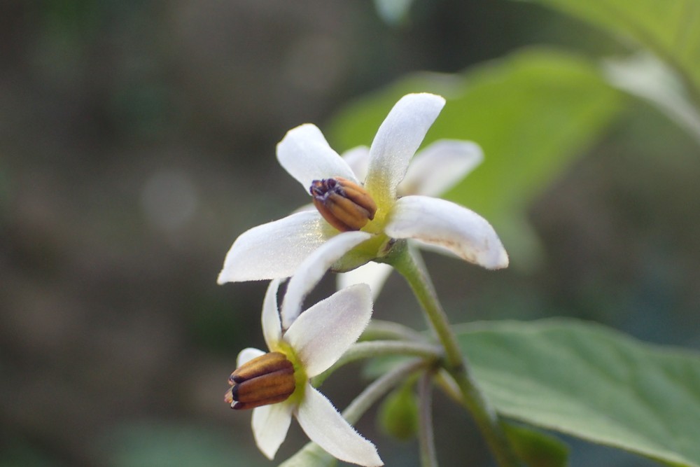 Solanum scabrum (door Stef van Walsum)