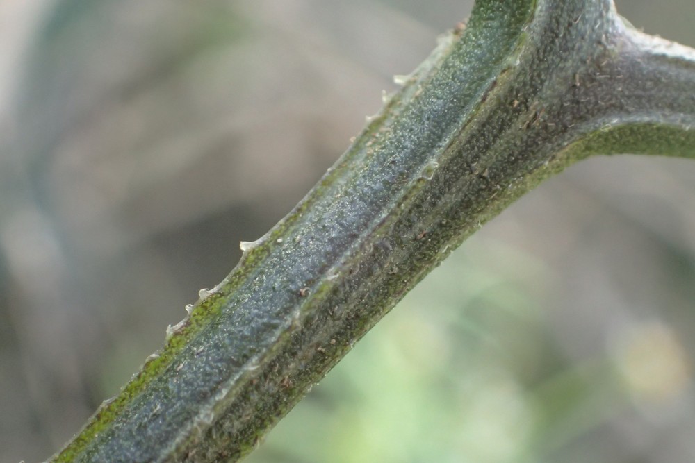 Solanum scabrum (door Stef van Walsum)