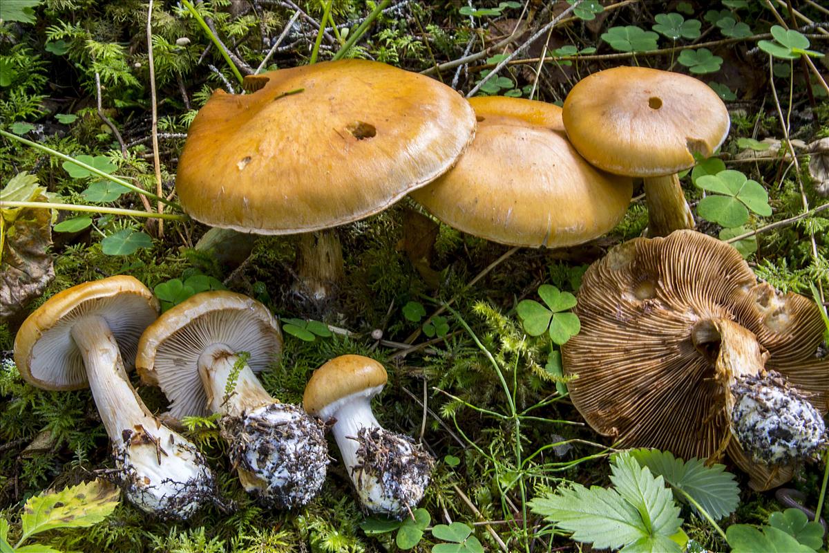 Cortinarius multiformis agg. (door Nico Dam)