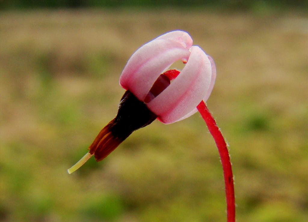 Vaccinium oxycoccos (door Joop Verburg)