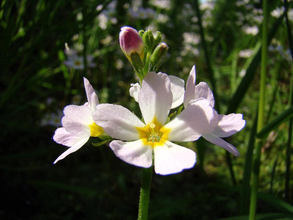 Hottonia palustris (door Joop Verburg)