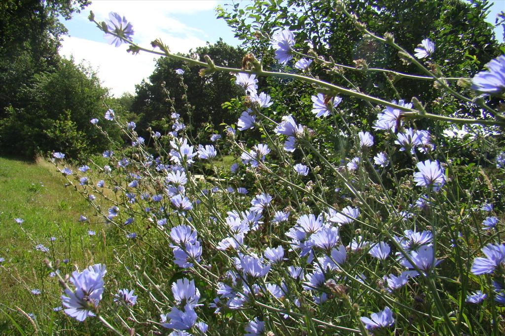 Cichorium intybus (door Joop Verburg)