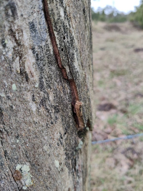 Calicium glaucellum (door Marina Pruysers)