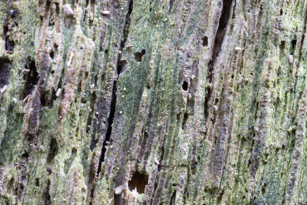 Thelocarpon epibolum (door Marina Pruysers)