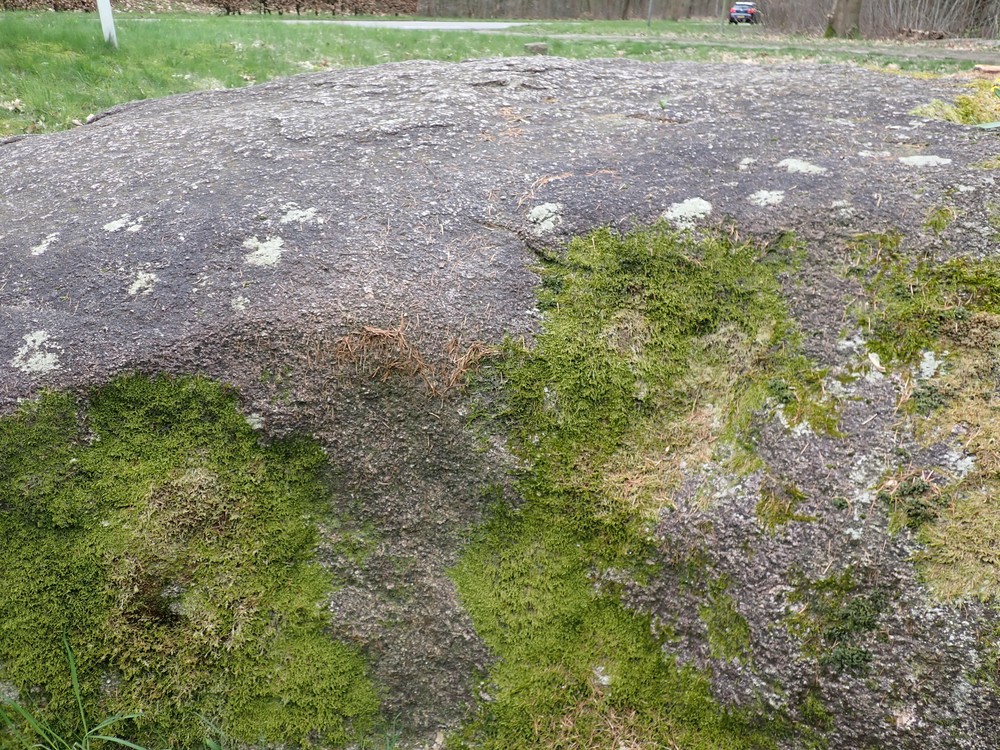 Umbilicaria deusta (door Marina Pruysers)