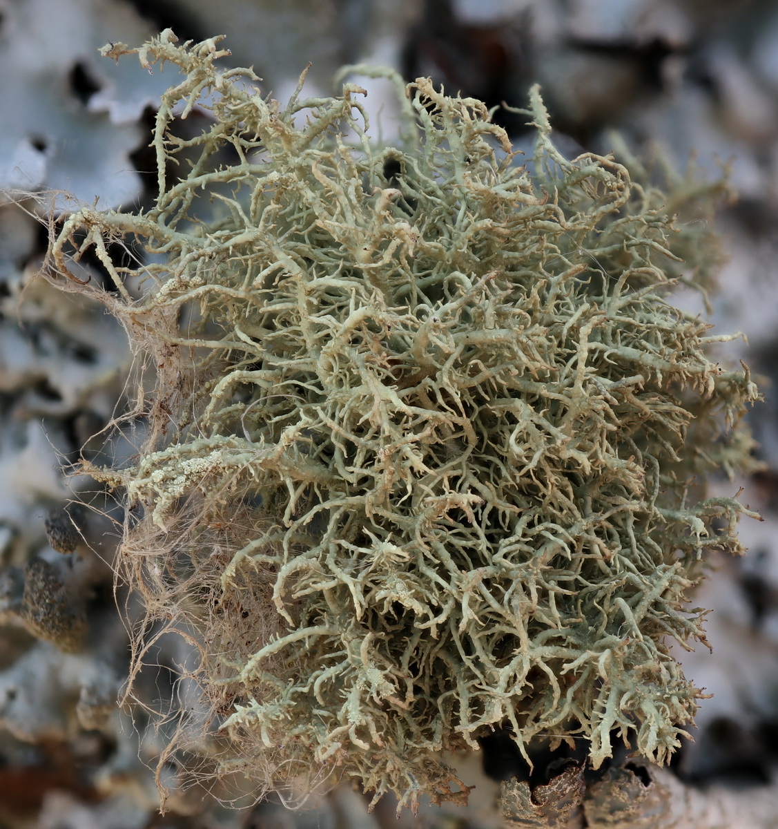 Usnea wasmuthii (door Hans Toetenel)