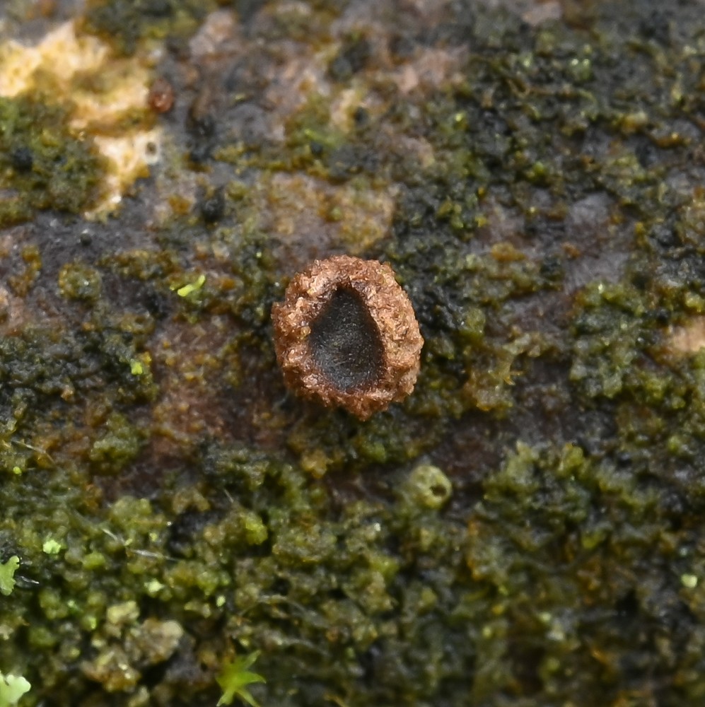 Velutarina rufoolivacea (door Laurens van der Linde)