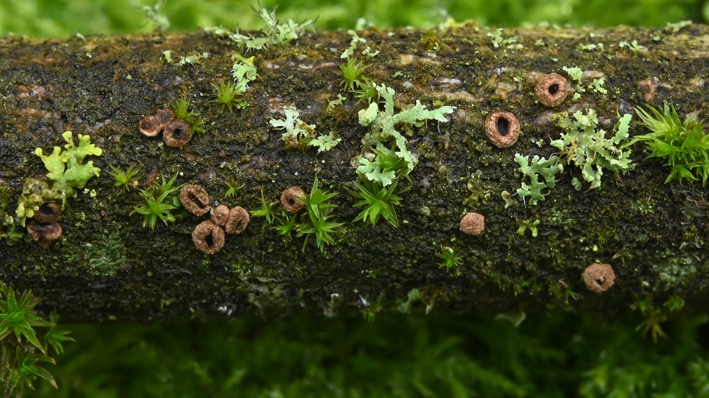 Velutarina rufoolivacea (door Laurens van der Linde)