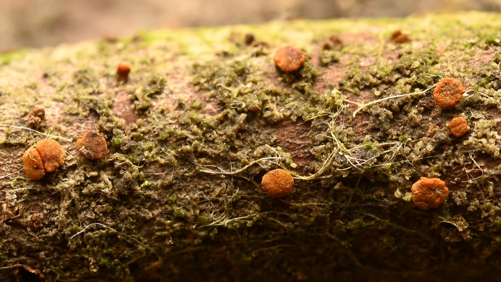 Pezicula sepium (door Laurens van der Linde)