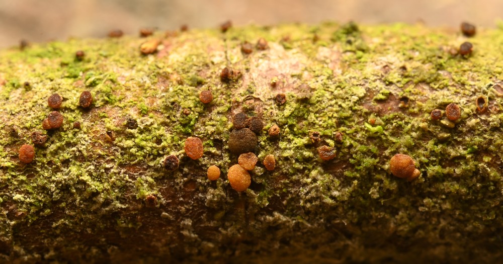 Pezicula sepium (door Laurens van der Linde)