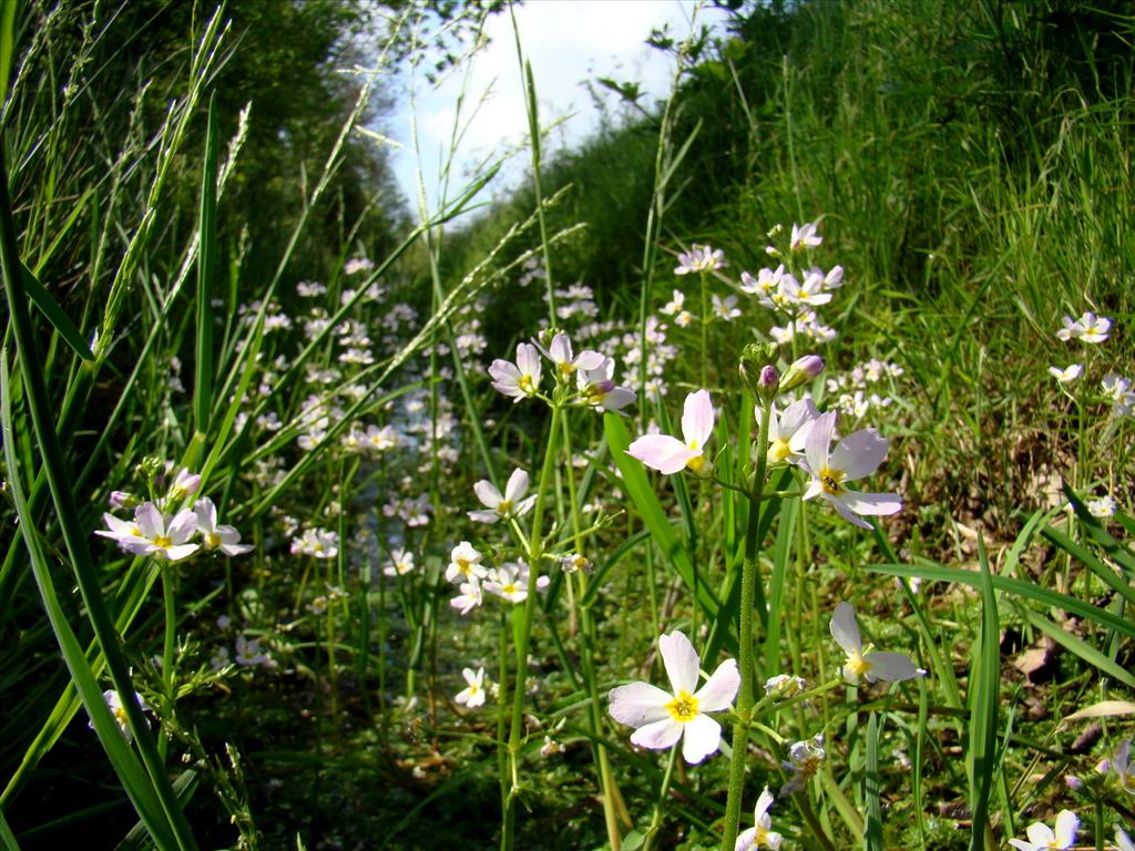 Hottonia palustris (door Joop Verburg)