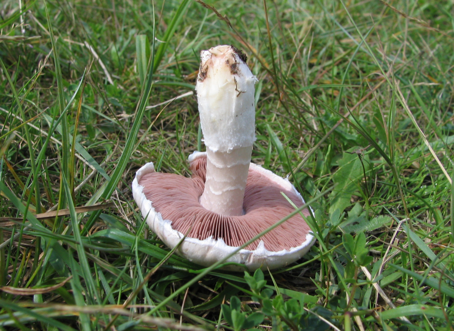 Agaricus campestris (door Paul Coene)