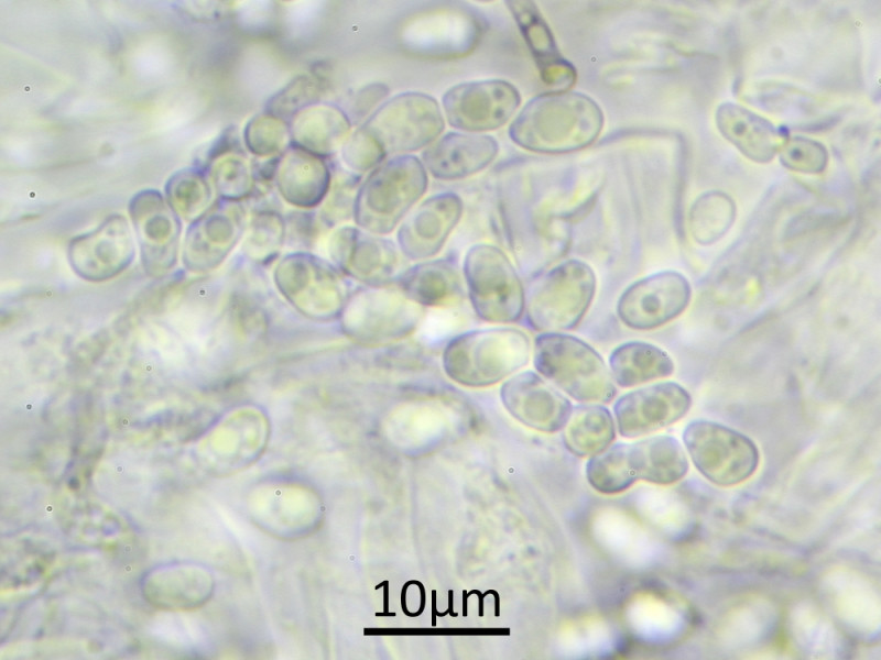 Thelocarpon periphysatum (door Henk-Jan van der Kolk)