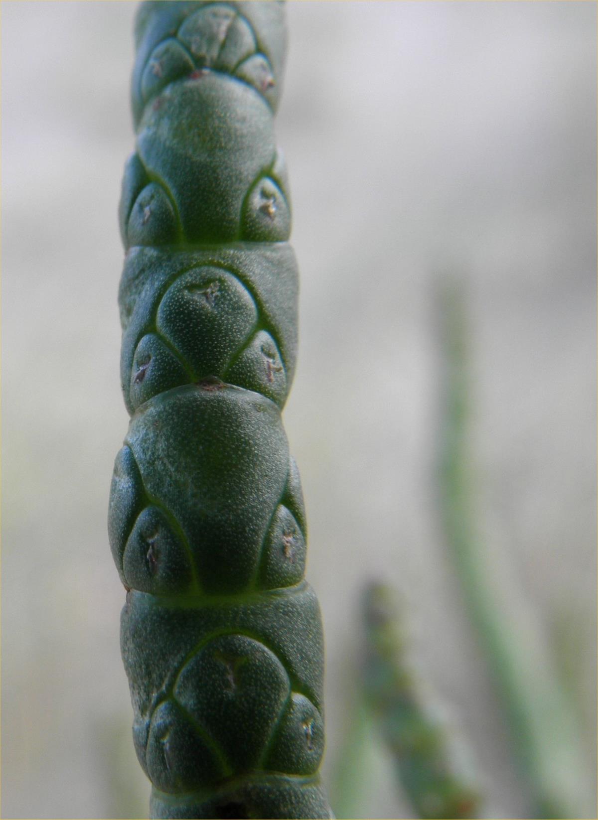 Salicornia procumbens subsp. procumbens (door Bas Kers)