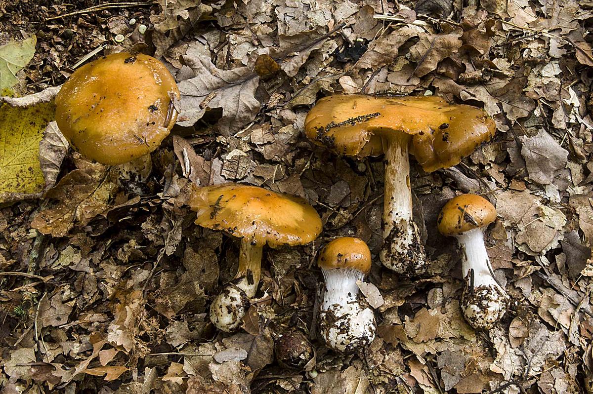 Cortinarius caesiolamellatus (door Nico Dam)