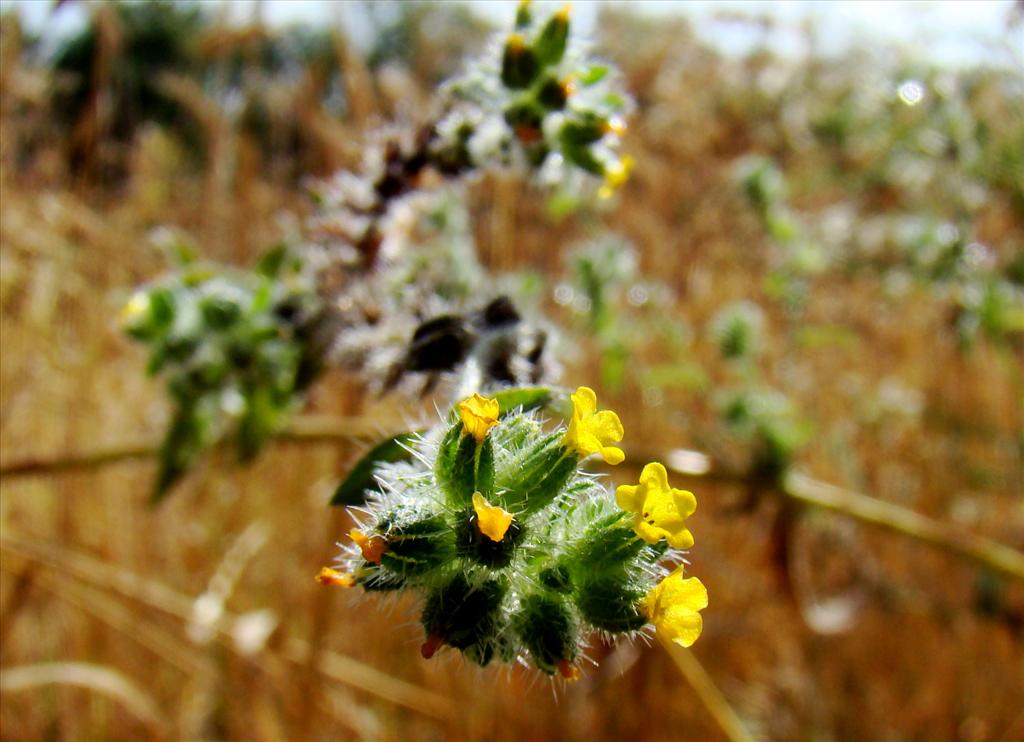 Amsinckia micrantha (door Joop Verburg)