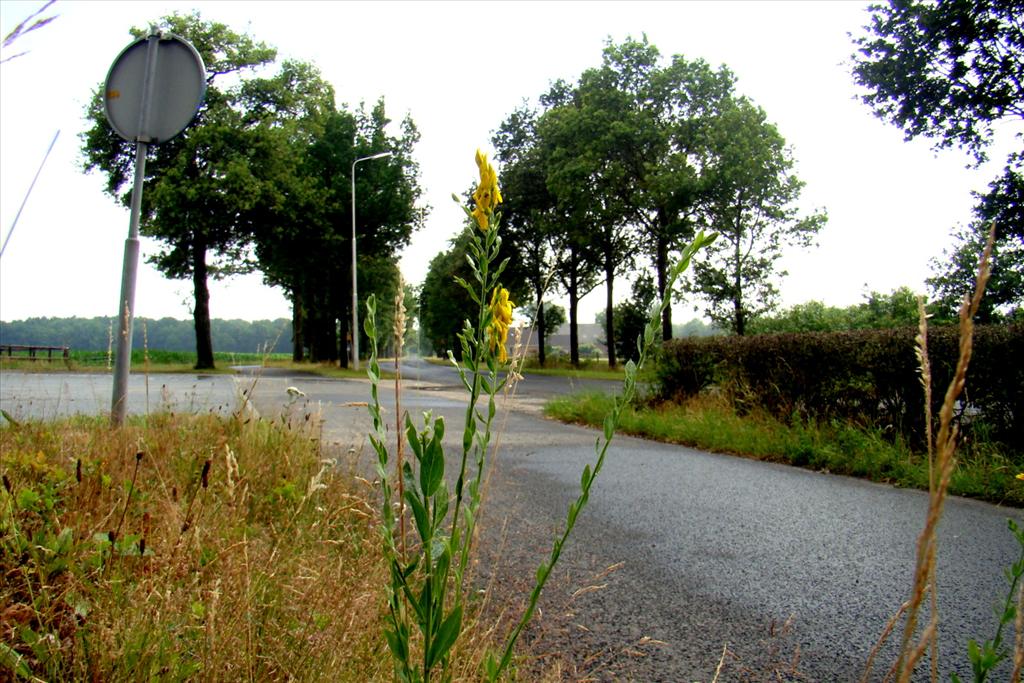 Genista tinctoria (door Joop Verburg)