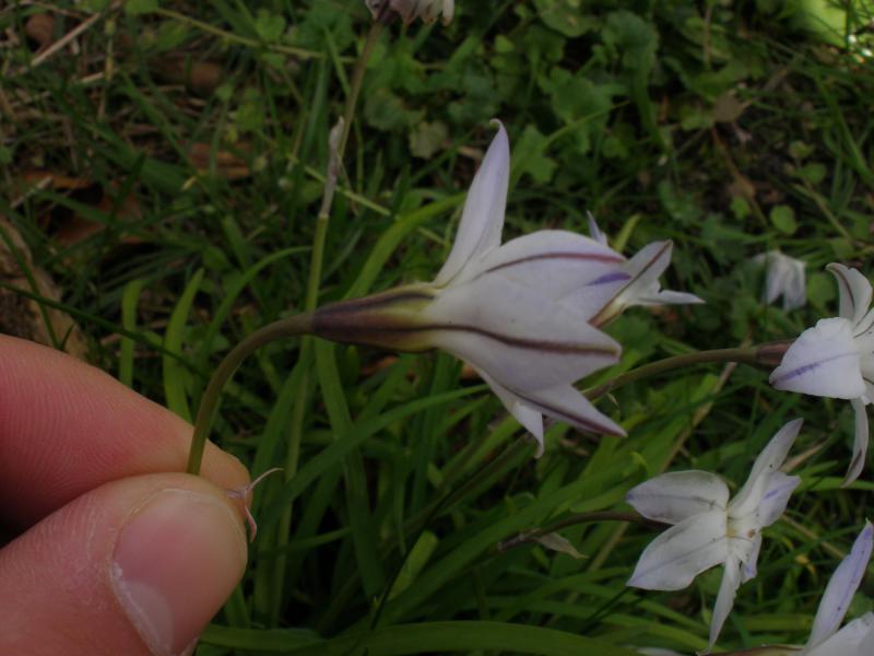 Ipheion uniflorum (door Maarten Langbroek)