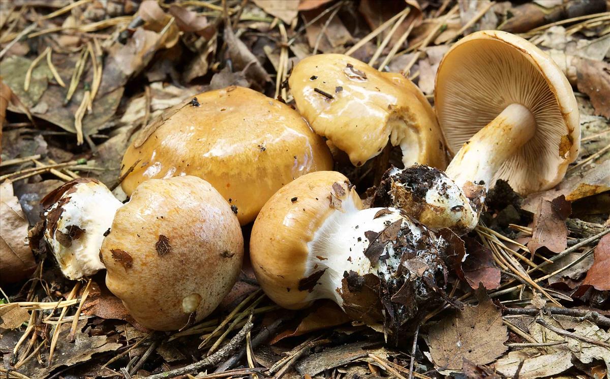 Cortinarius talus (door Peter Verstraeten)