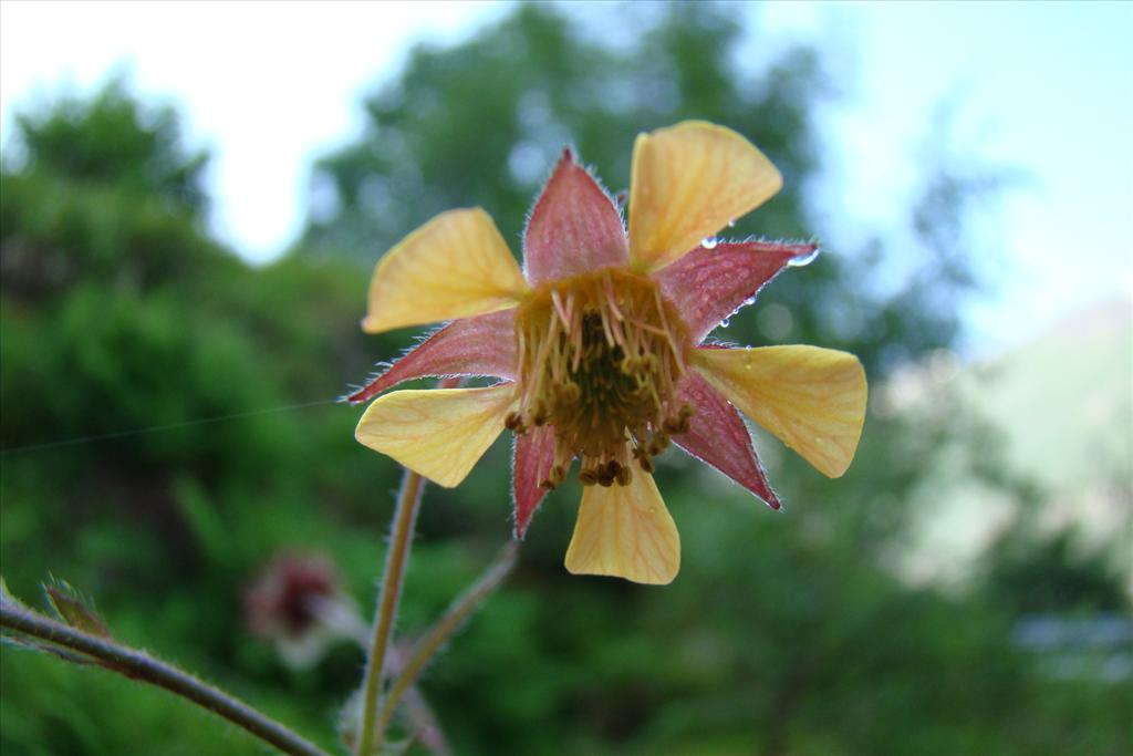 Geum x intermedium (door Joop Verburg)