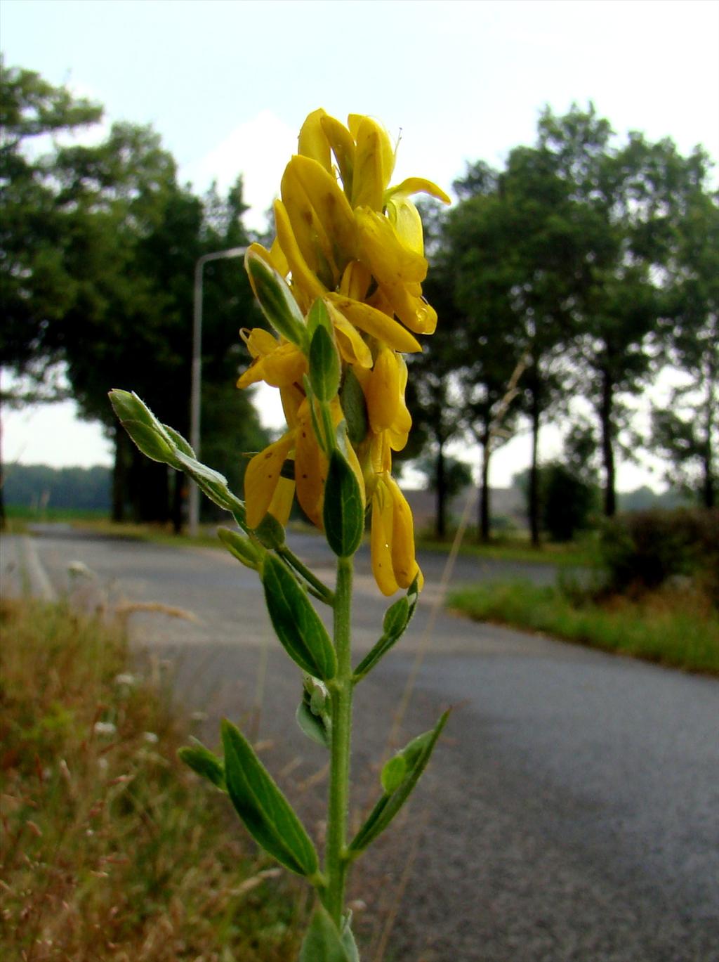 Genista tinctoria (door Joop Verburg)