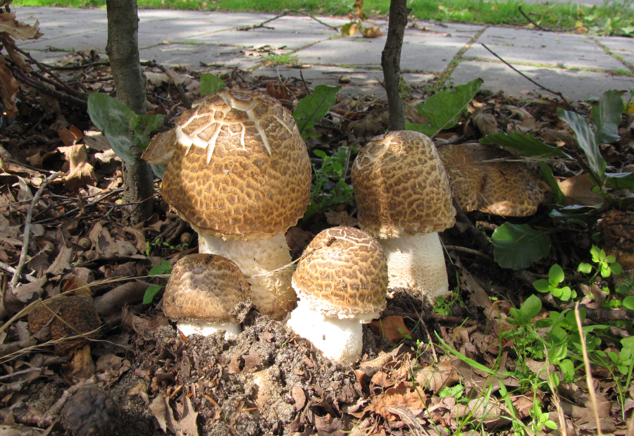 Agaricus augustus (door Paul Coene)