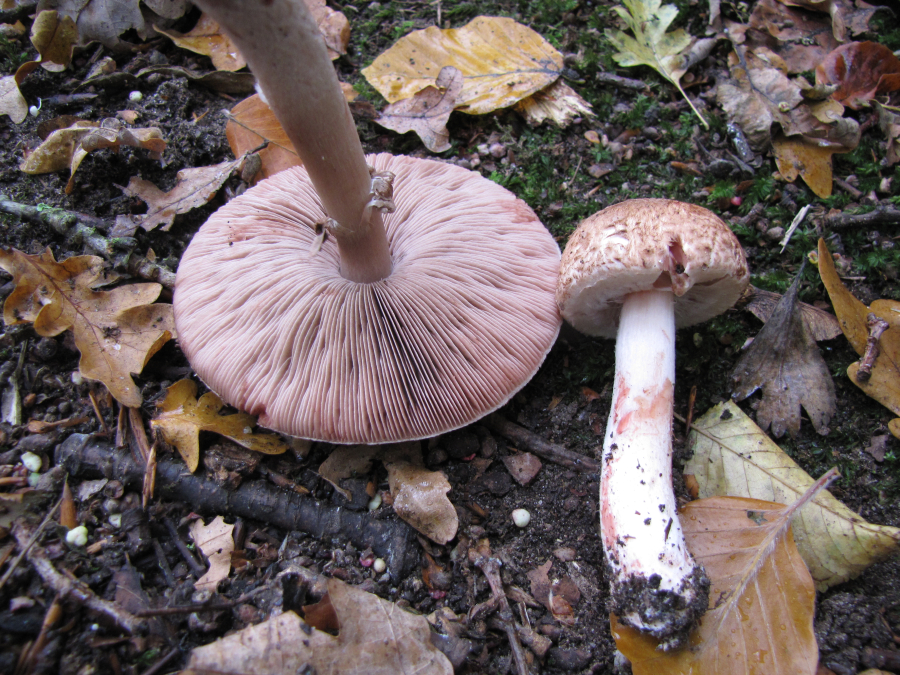 Agaricus langei (door Paul Coene)