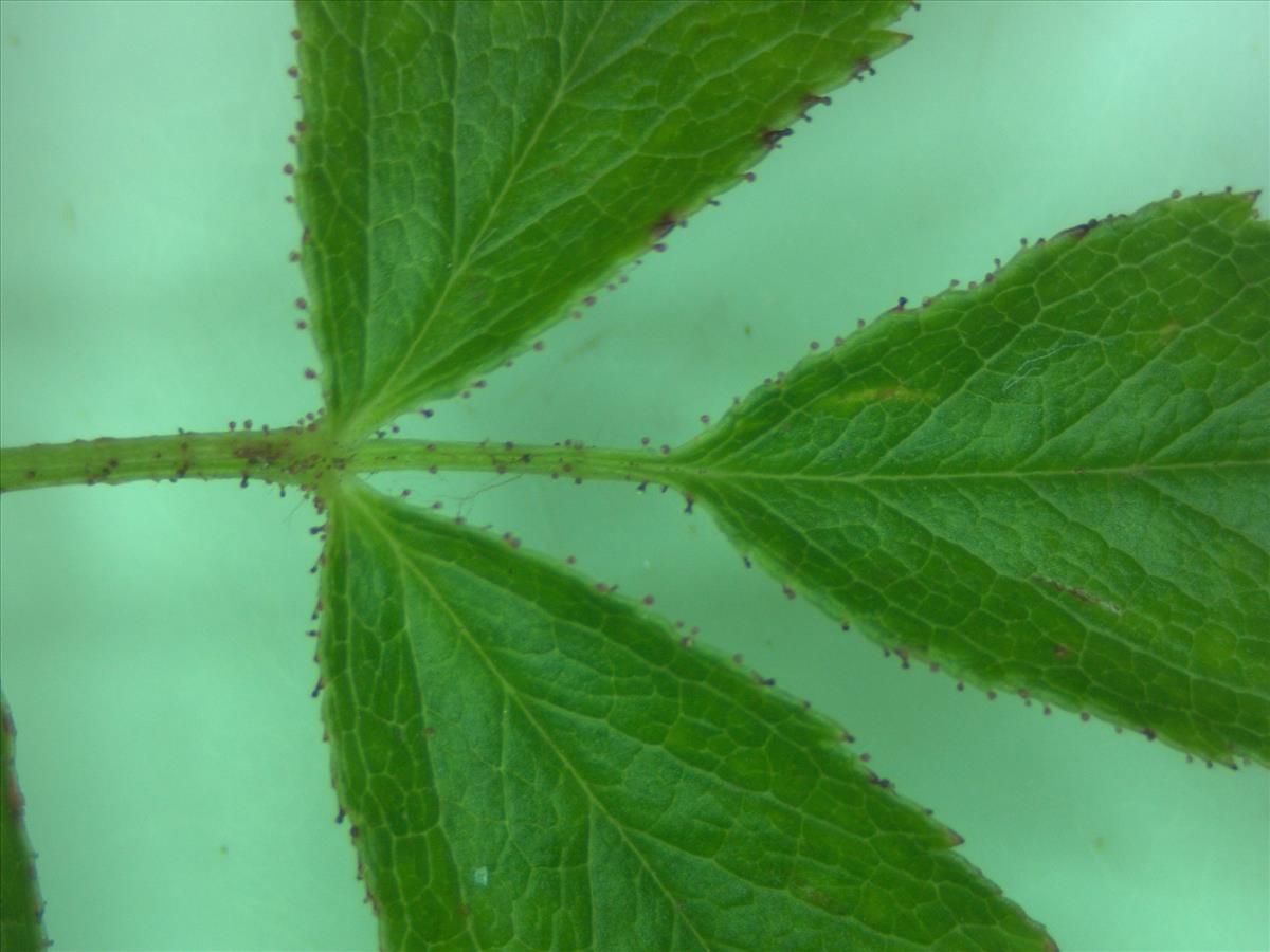 Rosa x bishopii (door Jan Klinckenberg)