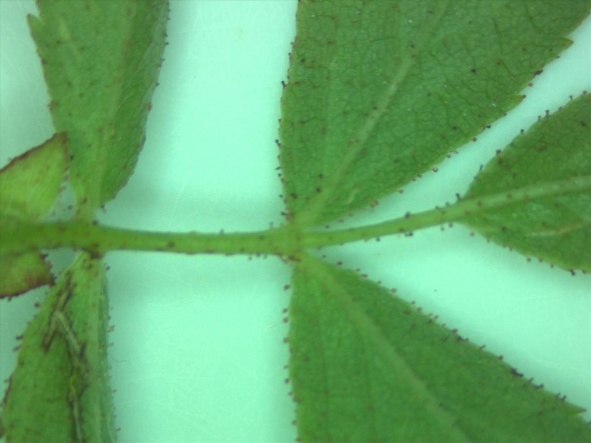 Rosa x bishopii (door Jan Klinckenberg)